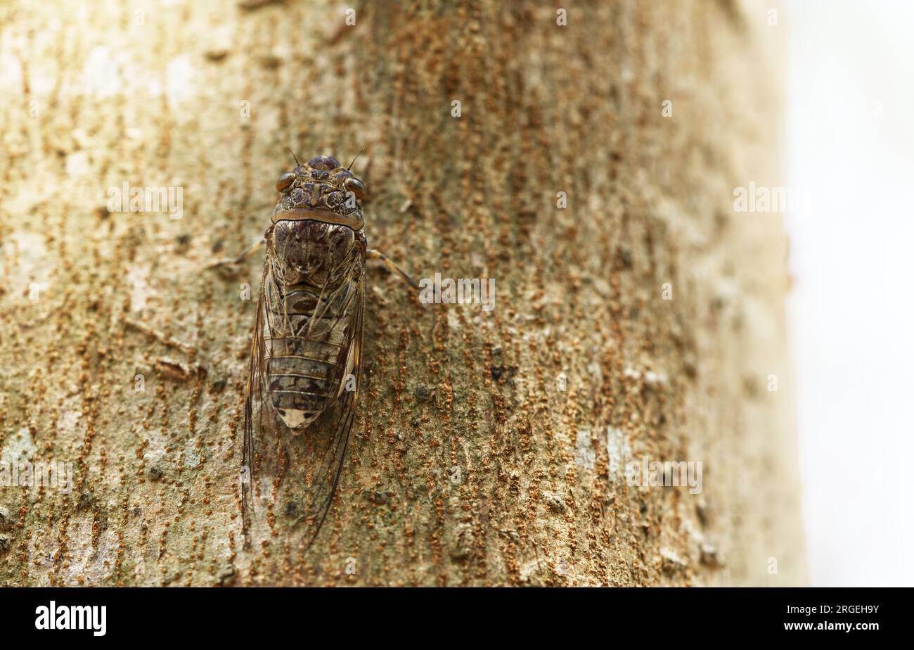 Makrozicada auf dem Baum, Tageslichtbild von Zikada, Platz für Text, Landschaftsbild von Zikada. Stockfoto