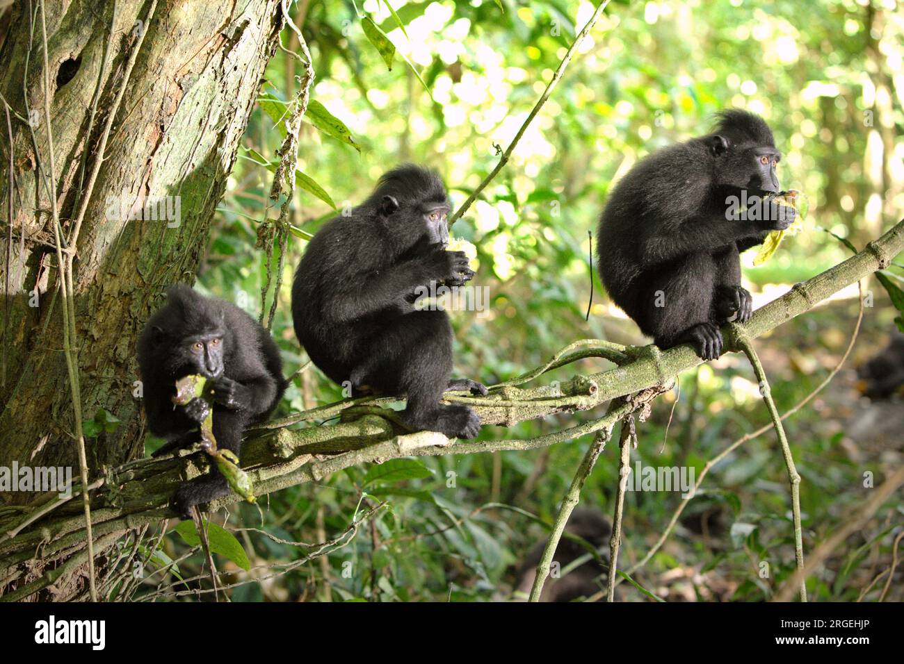 Junge Kammmakaken (Macaca nigra) essen Früchte, während sie auf einem Ast im Wald von Tangkoko in North Sulawesi, Indonesien, sitzen. Ein kürzlich erschienener Bericht eines Wissenschaftlerteams unter der Leitung von Marine Joly ergab, dass die Temperatur im Wald von Tangkoko steigt und die Obstreichweite insgesamt abnimmt. „Zwischen 2012 und 2020 stiegen die Temperaturen im Wald um bis zu 0,2 Grad Celsius pro Jahr an, und der Obstreichtum ging insgesamt um 1 Prozent pro Jahr zurück“, schrieben sie im Juli 2023 im International Journal of Primatology. Klimawandel und Krankheiten stellen neue Bedrohungen für Primaten dar. Stockfoto