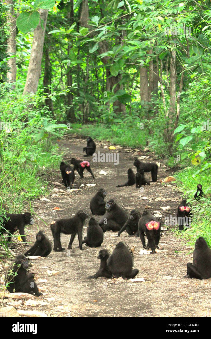 Kammmakaken (Macaca nigra) auf einer Straße im Tangkoko-Wald, Nord-Sulawesi, Indonesien. Ein kürzlich erschienener Bericht eines Wissenschaftlerteams unter der Leitung von Marine Joly ergab, dass die Temperatur im Wald von Tangkoko steigt und die Obstreichweite insgesamt abnimmt. „Zwischen 2012 und 2020 stiegen die Temperaturen im Wald um bis zu 0,2 Grad Celsius pro Jahr an, und der Gesamtfruchtanteil sank um 1 Prozent pro Jahr“, schrieben sie im Juli 2023 im International Journal of Primatology (Zugriff über Springer). Klimawandel und Krankheiten stellen neue Bedrohungen für Primaten dar. Stockfoto