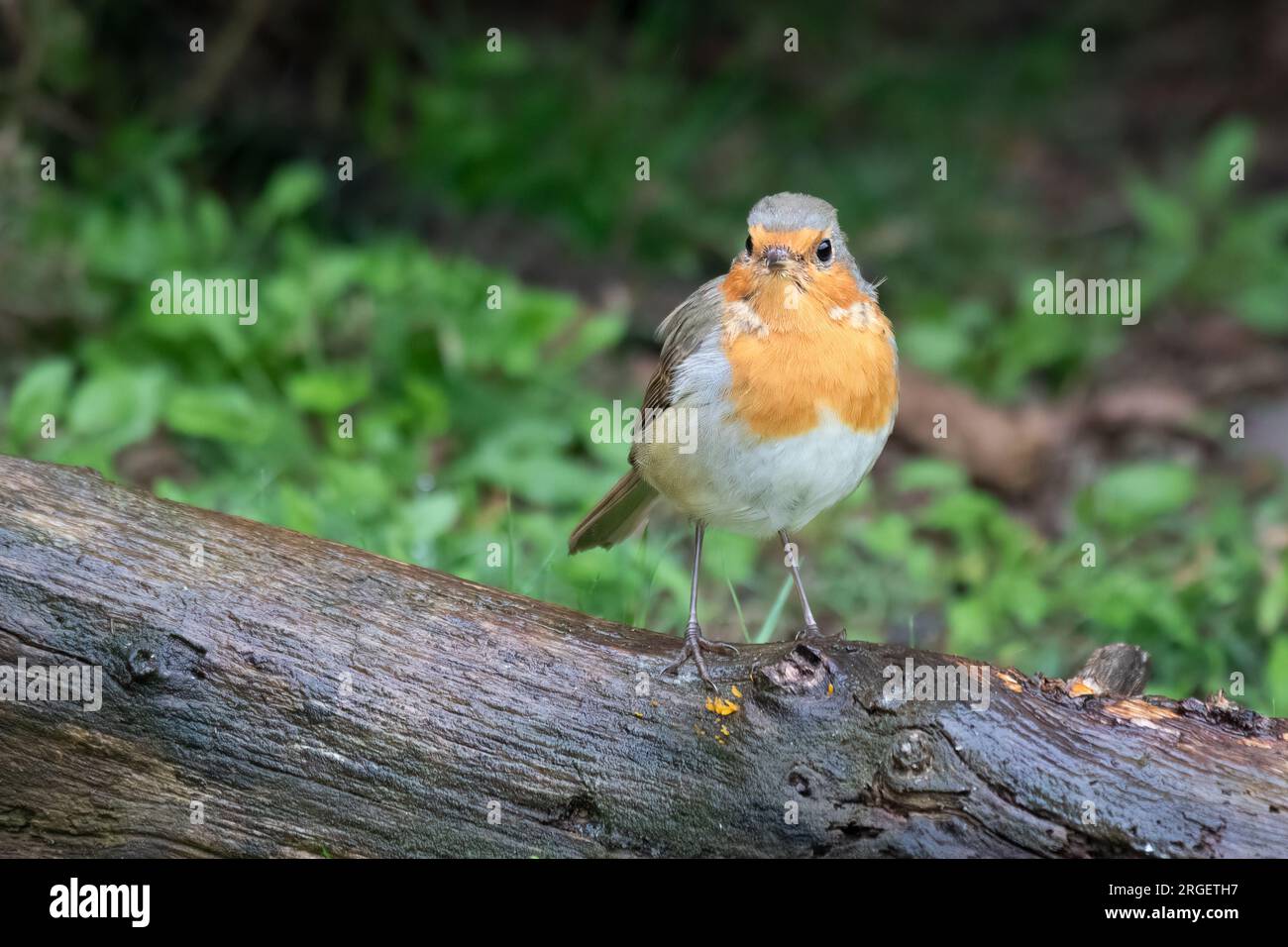 Eine Rotbrust, Erithacus rubecula, steht im Regen auf einem Holzhaufen. Es blickt nach vorne und es gibt Platz für Text um das Bild Stockfoto