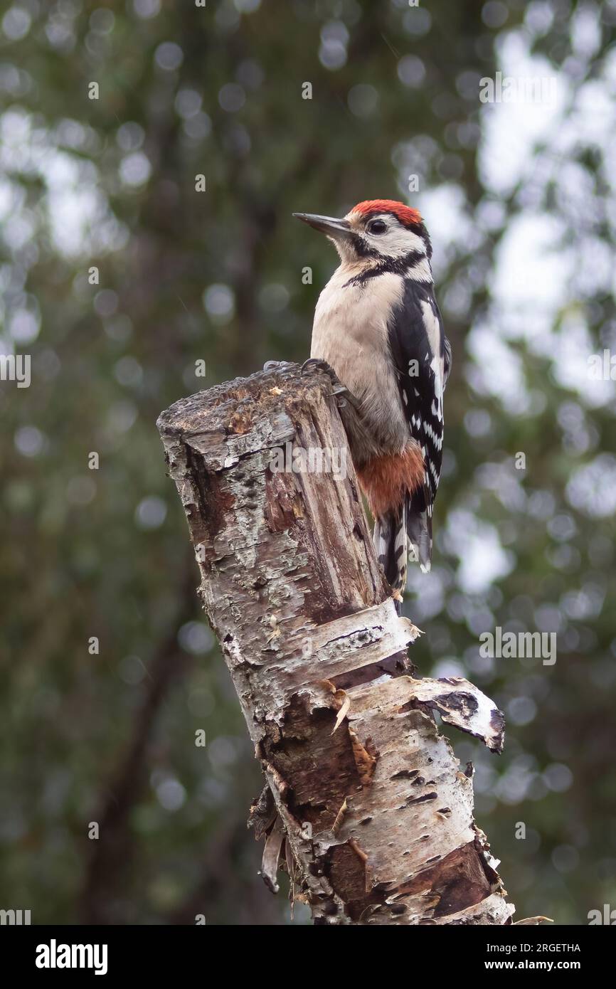 Ein Porträt eines jungen, großen Spechers, Dendrocopos Major, der auf einer silbernen Birke sitzt Stockfoto