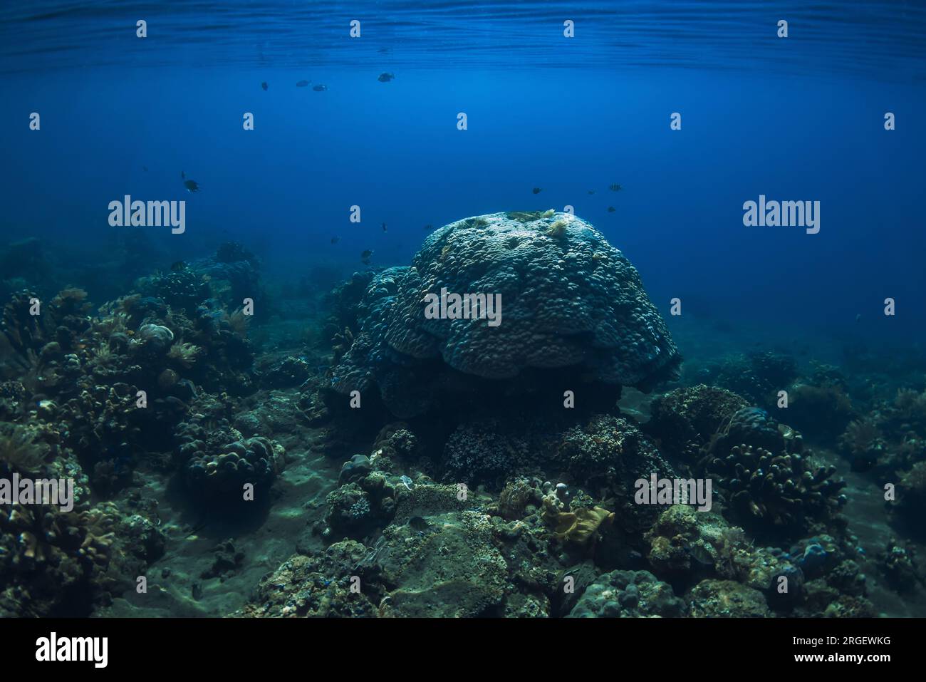 Ruhige Unterwasserszene mit Korallen. Tropisches Meer mit transparentem blauem Wasser Stockfoto