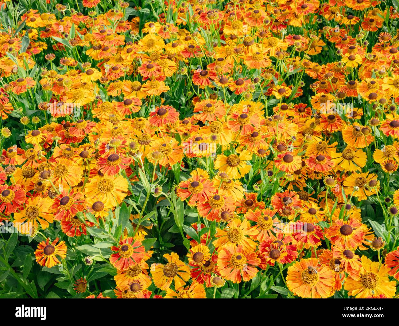 Orange Helenium blüht Stockfoto