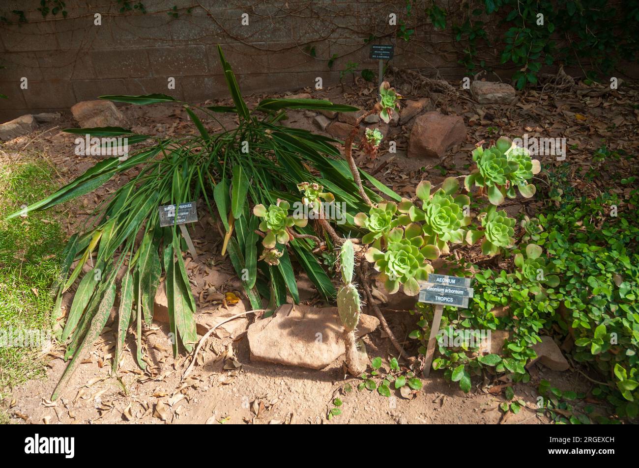 Ein Pflanzbeet mit einer langblättrigen Pflanze, Rosetten-Sukkulenten und beschrifteten Pfählen zwischen Steinen im Living Desert Zoo and Gardens State Park, New Mexico. Stockfoto