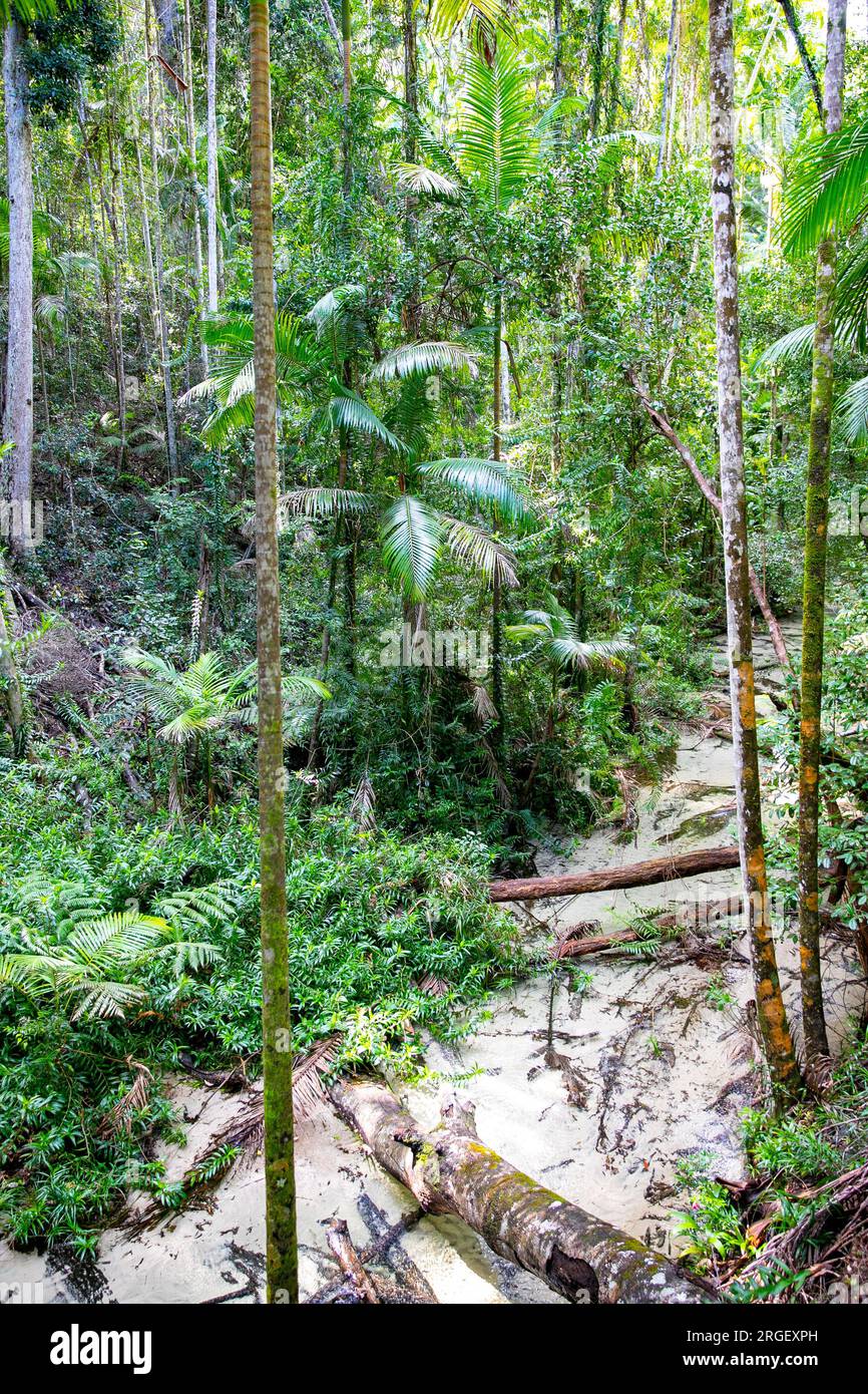 Fraser Island K'gari Wanggoolba Creek am Hauptbahnhof, Bach, der durch den Regenwald führt zum Pile Valley und den riesigen Satinay Bäumen. Stockfoto