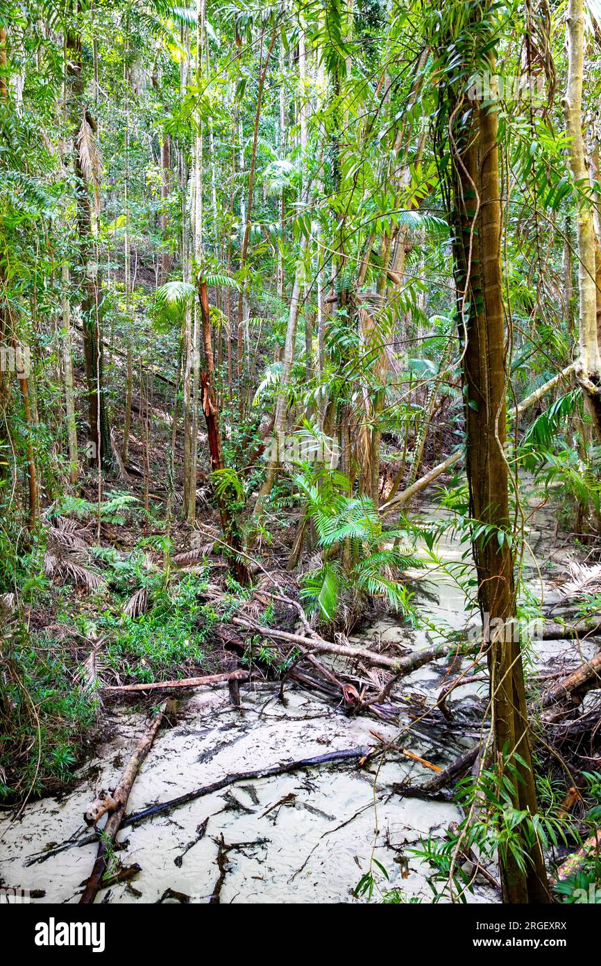 Fraser Island K'gari Wanggoolba Creek am Hauptbahnhof, Bach, der durch den Regenwald führt zum Pile Valley und den riesigen Satinay Bäumen. Stockfoto
