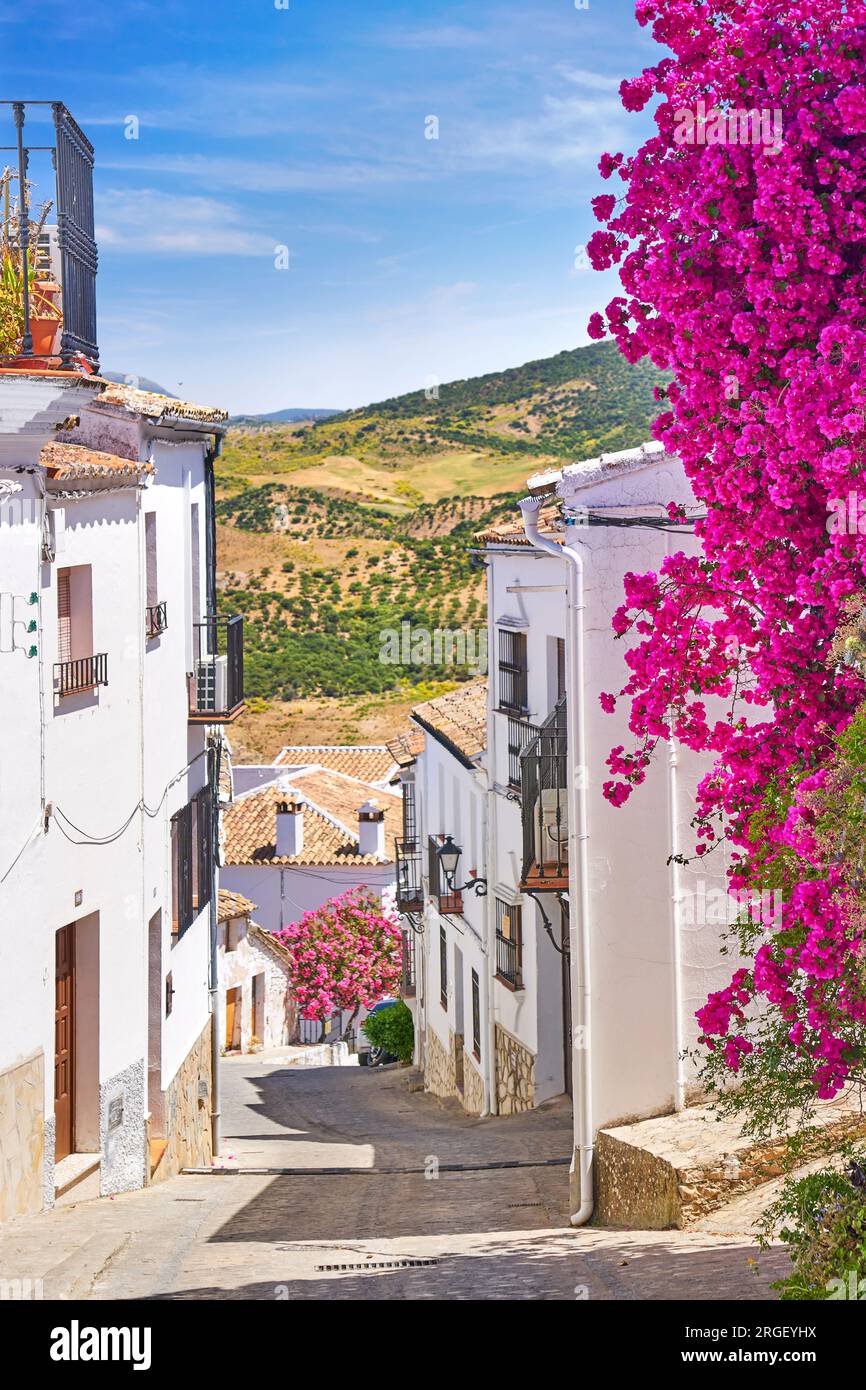 Blühende Blumen auf der Straße, Weißes Dorf Zahara de la Sierra, Andalusien, Spanien Stockfoto