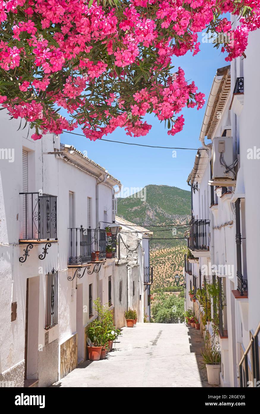 Blühende Blumen auf der Straße, Weißes Dorf Zahara de la Sierra, Andalusien, Spanien Stockfoto