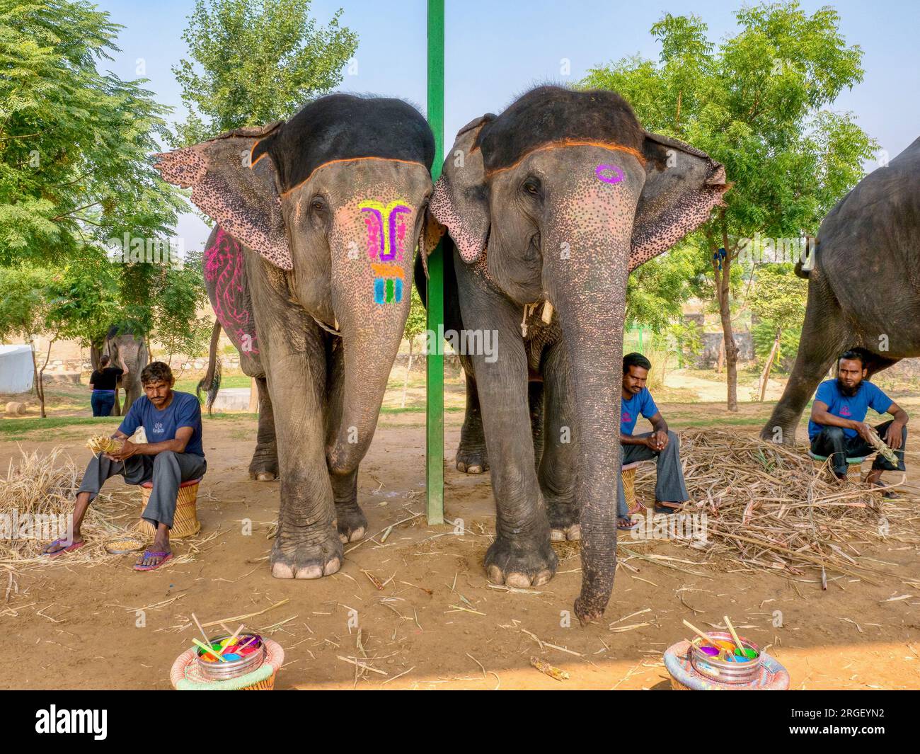 Rajasthan, Indien - 16. November 2015. Asiatische Elefantenweibchen (Elephas maximus) und ihre Mahuts in einem Heiligtum, in dem Touristen ihre Haut malen können. Stockfoto