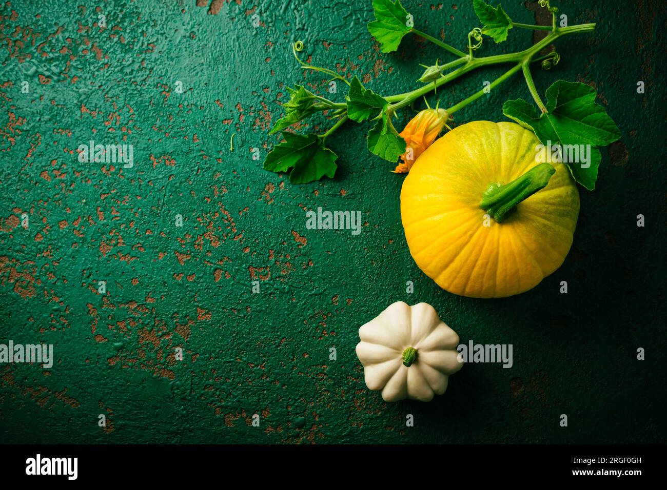 Pattypan-Kürbis und gelbe Zucchini — Sommerkürbis (Cucurbita pepo) Stockfoto