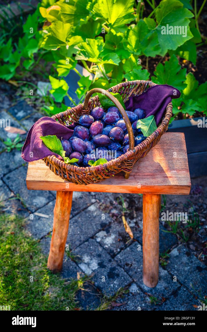 Frische Bio-Pflaumen im Korb im Garten Stockfoto