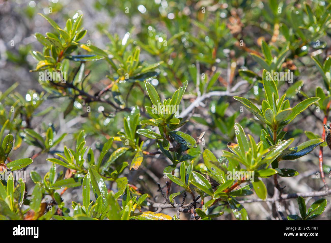 Cistus ladanifer sulcatus oder Gum Rockrose, lusitanischer Endemism an der Küste von Cabo Sardao, Ponta do Cavaleiro, Sao Teotonio, Portugal Stockfoto