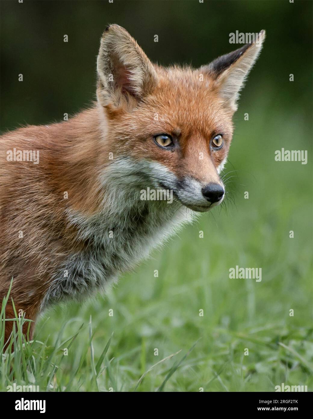 Ein wunderschöner Fuchs. Hampshire, England: VERSPIELTE Bilder, die in Hampshire aufgenommen wurden, zeigen zwei junge Füchse, die sich gegenseitig spielen und necken Stockfoto