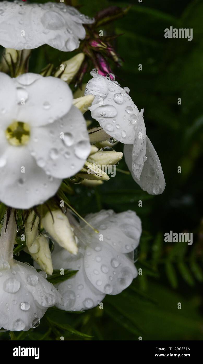 Blume Stockfoto