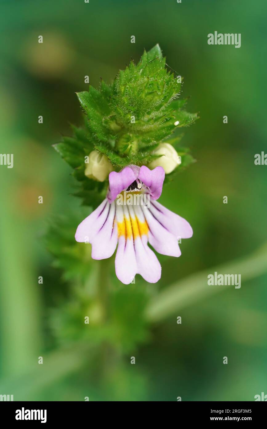 Natürliche, farbenfrohe Nahaufnahme auf der kleinen, zerbrechlichen Augenbrauenblume Euphrasia officinalis Stockfoto