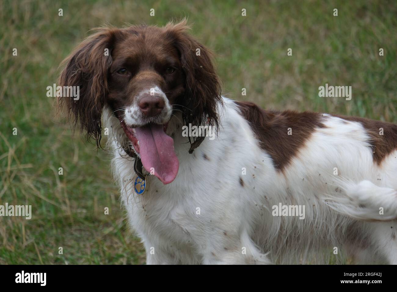 Chester der Springer Spaniel in der wunderschönen cotswolds-Landschaft Stockfoto