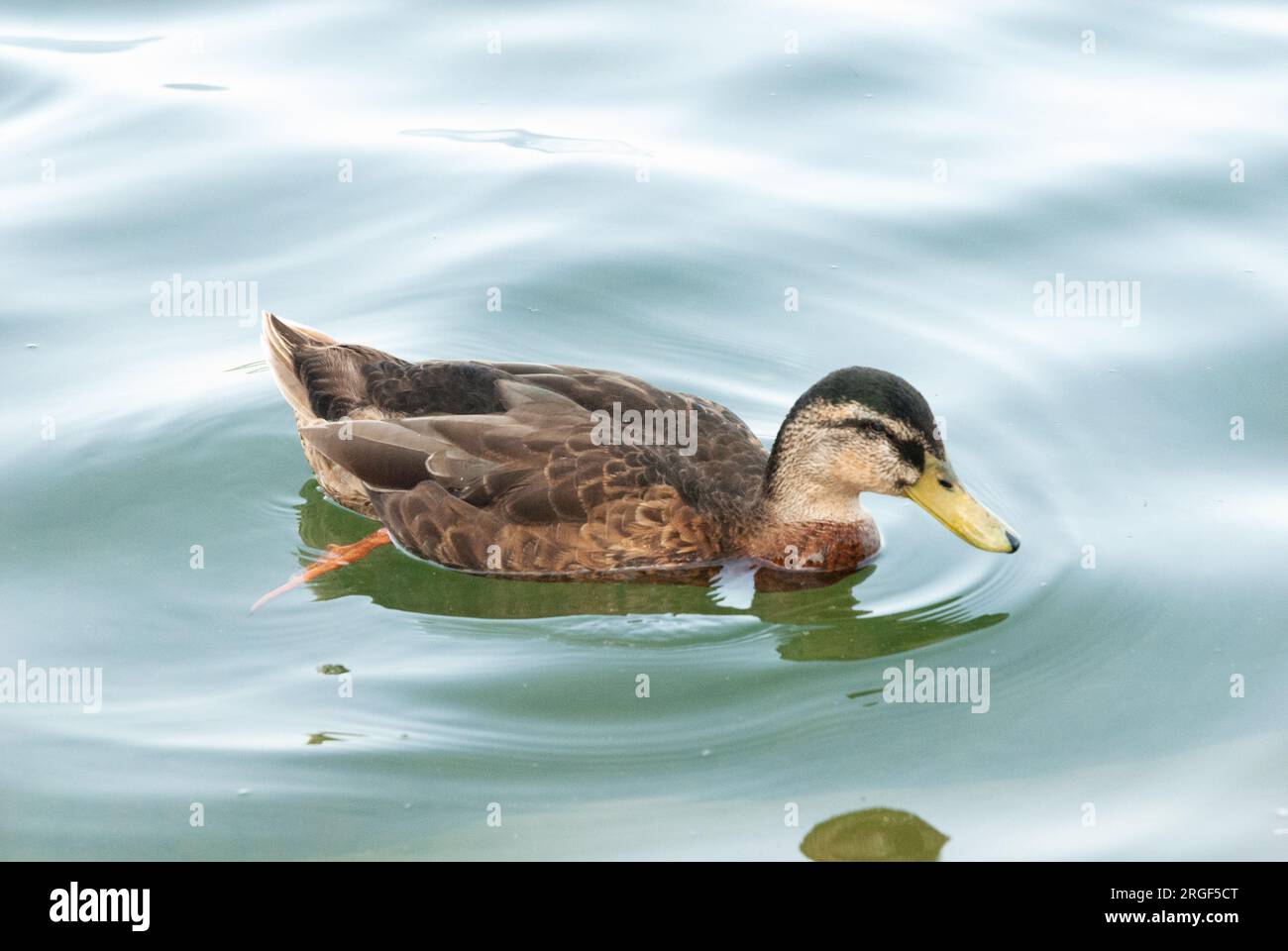 Blick auf Enten auf einem See Stockfoto