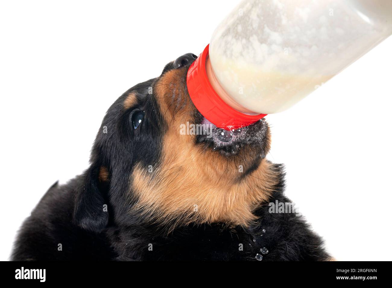 Das Hündchen saugt vor weißem Hintergrund eine Flasche Stockfoto