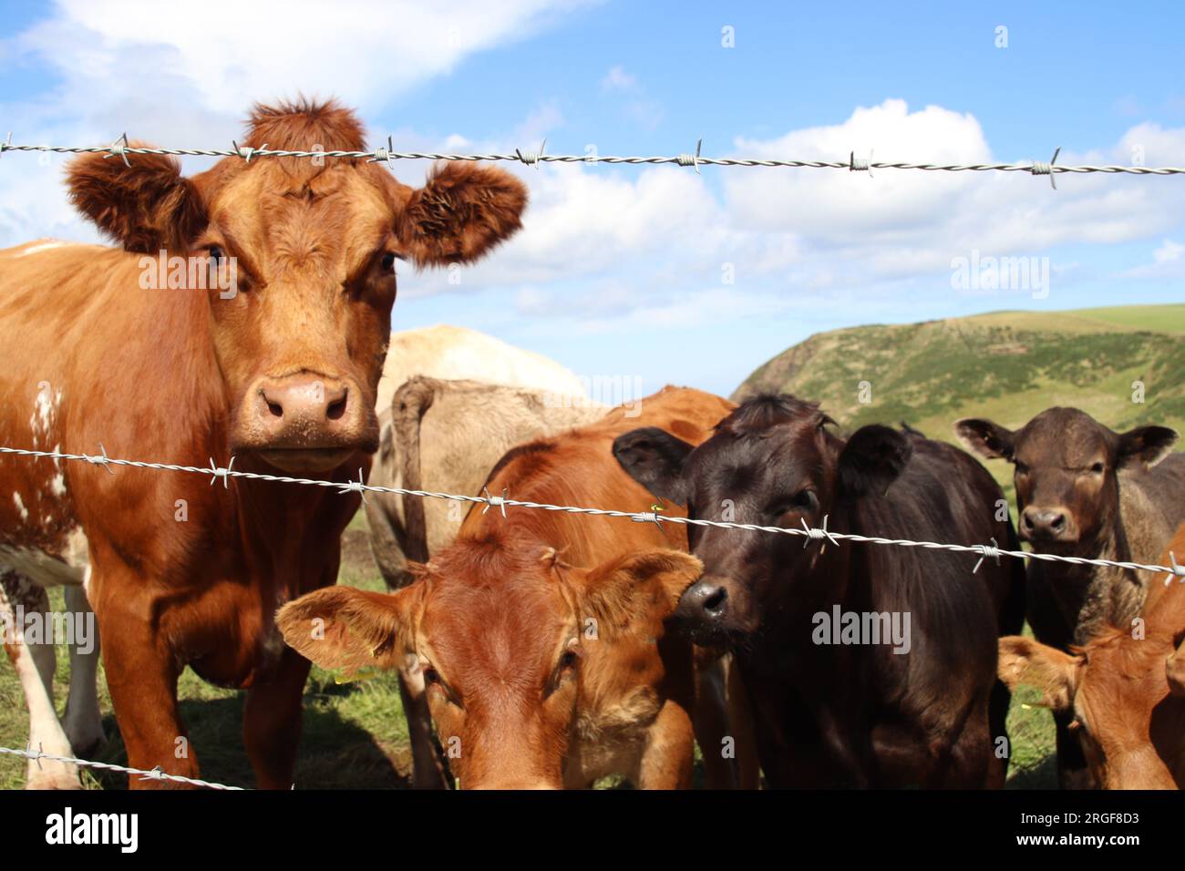 Kühe im Feld Stockfoto