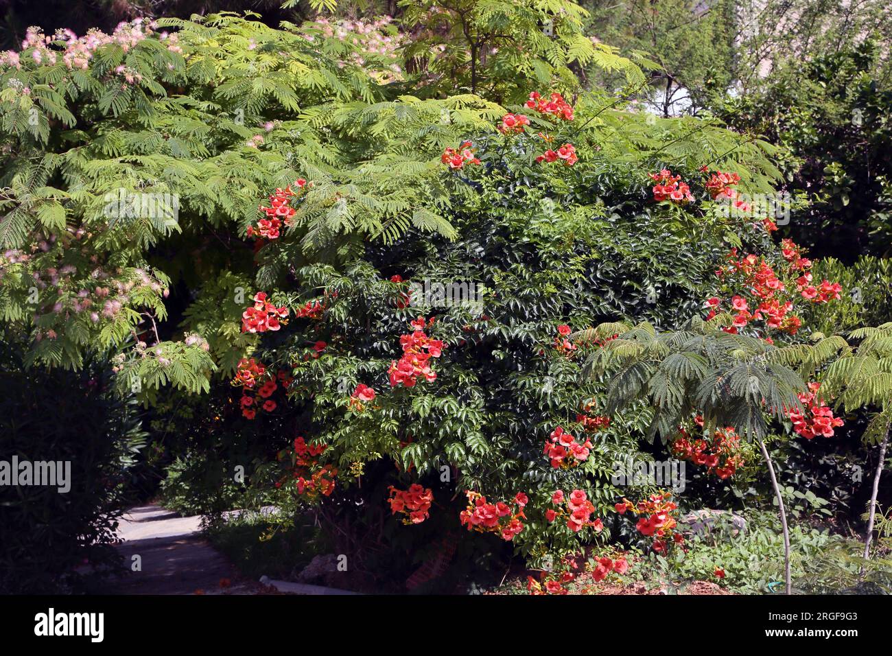 Vouliagmeni Attica Griechenland Rote Hibiskusblüten Stockfoto