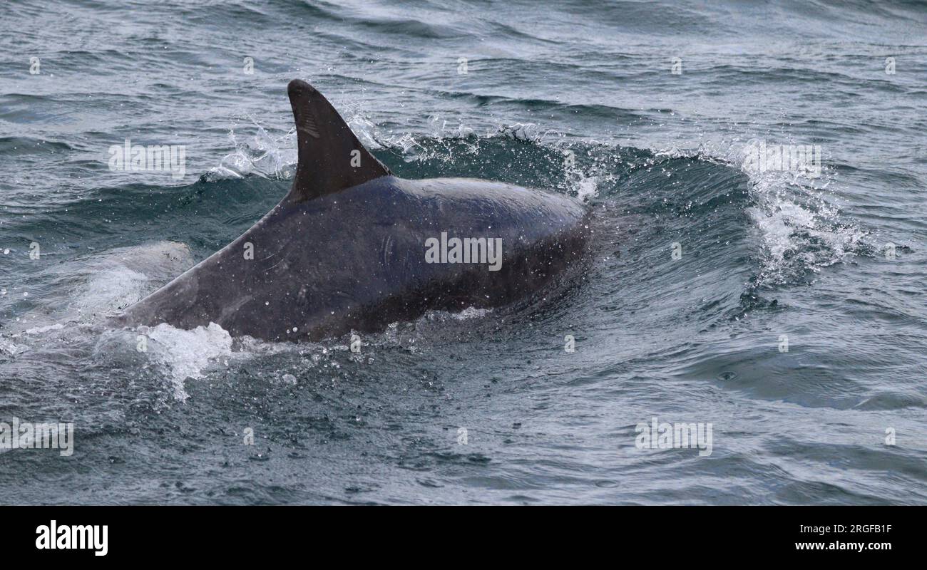 Delfine in der Nordsee bei Macduff Stockfoto