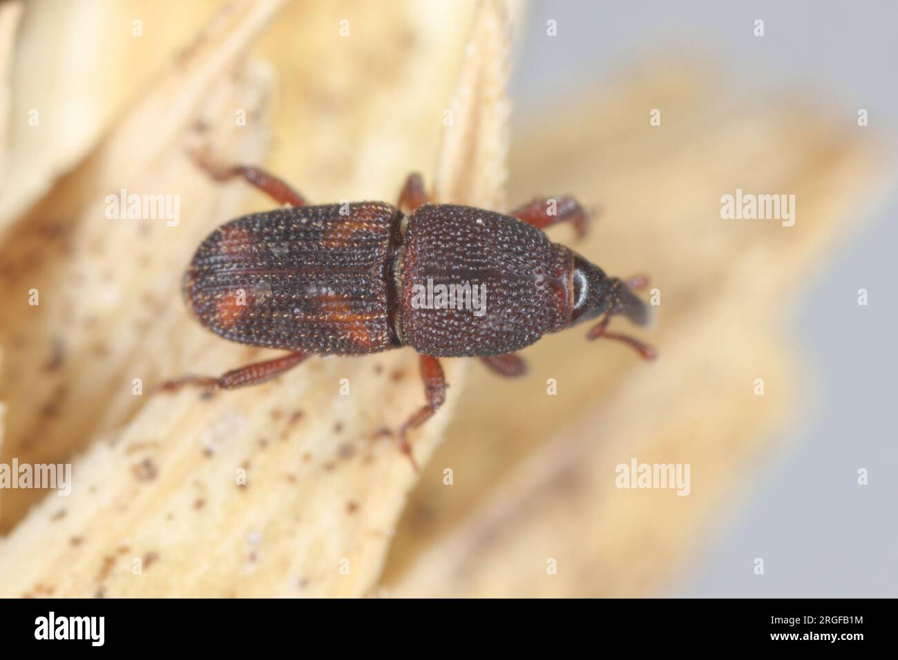 Reiskwebel (Sitophilus oryzae), an einem Bruchteil eines Getreideohrs. Stockfoto