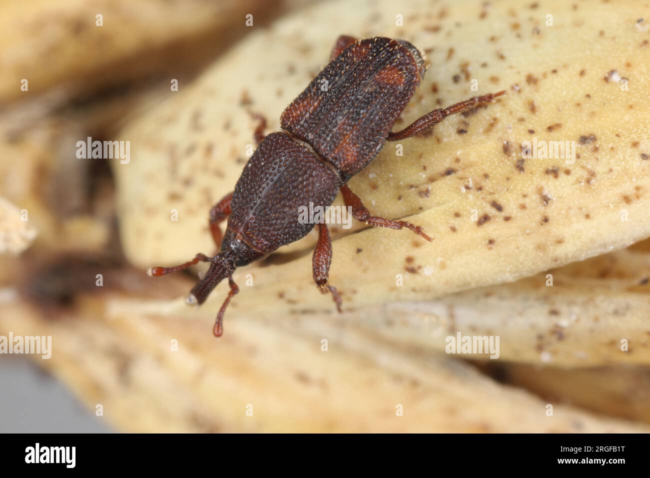 Reiskwebel (Sitophilus oryzae), an einem Bruchteil eines Getreideohrs. Stockfoto