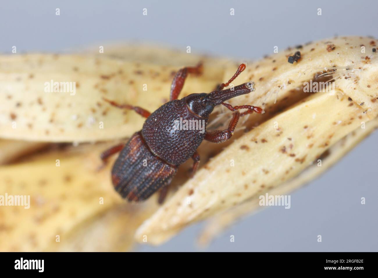 Reiskwebel (Sitophilus oryzae), an einem Bruchteil eines Getreideohrs. Stockfoto