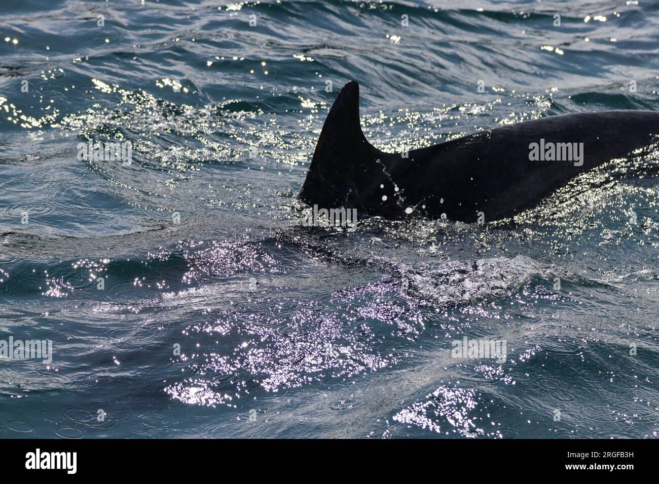 Delfine in der Nordsee bei Macduff Stockfoto