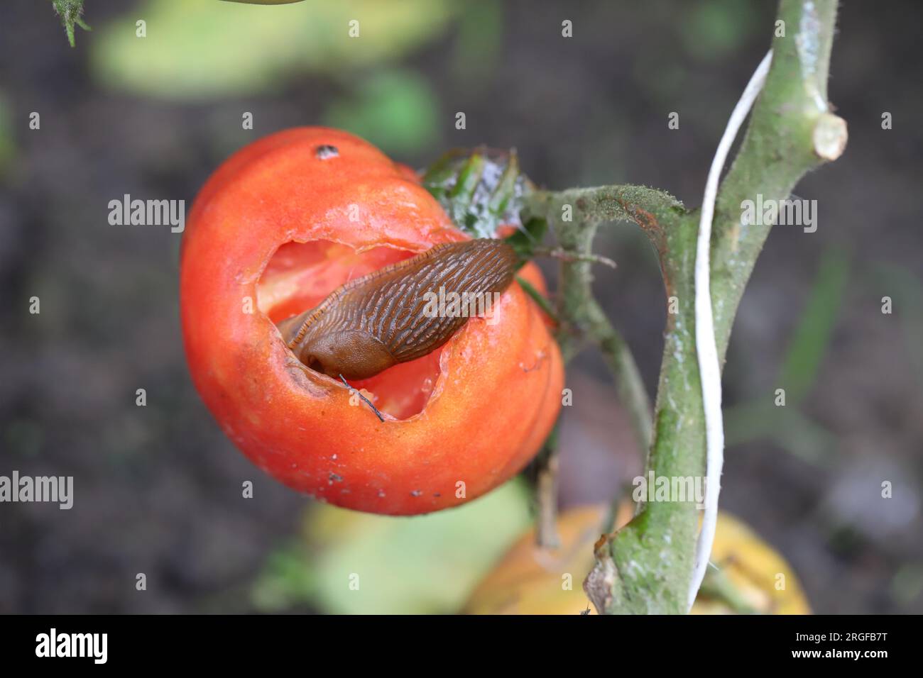 Eine Schnecke ohne Schale, Schnecke (Spanische Schnecke oder Lusitanische Schnecke, Arion lusitanicus), die eine rote Tomate in einem Garten isst. Stockfoto