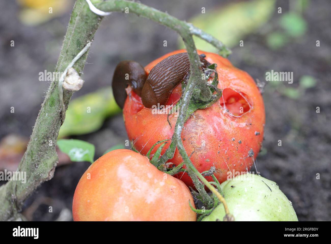 Eine Schnecke ohne Schale, Schnecke (Spanische Schnecke oder Lusitanische Schnecke, Arion lusitanicus), die eine rote Tomate in einem Garten isst. Stockfoto
