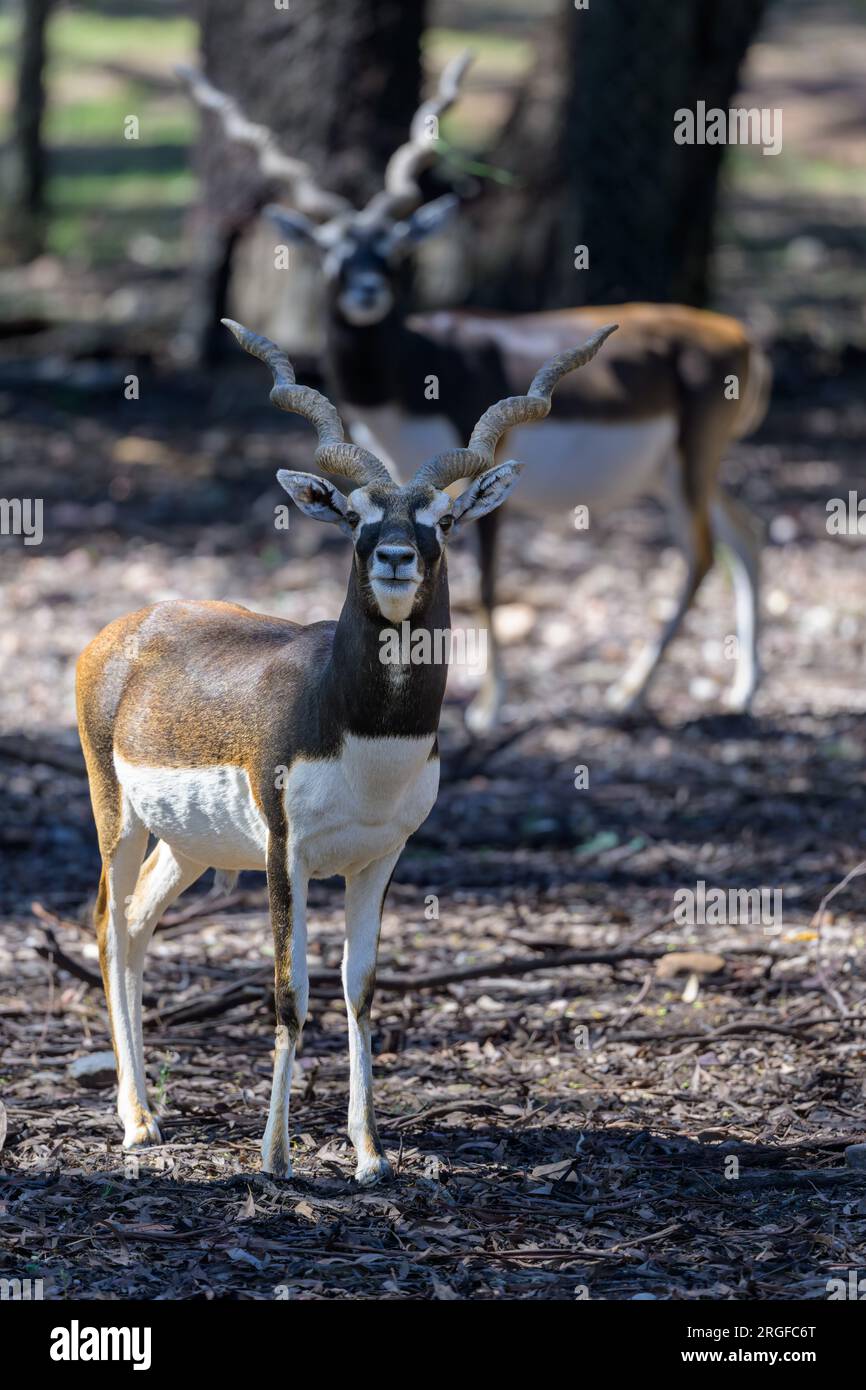 Zwei männliche Schwarze, die im Schatten hoher Bäume stehen und direkt durch das Kameraobjektiv im Taronga Western Plains Zoo in Australien schauen. Stockfoto