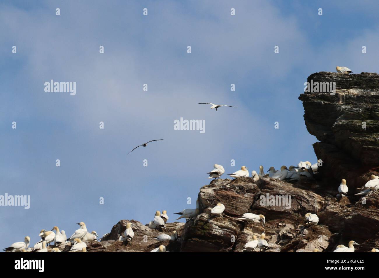 Gannet auf Klippen bei Troup Head Stockfoto
