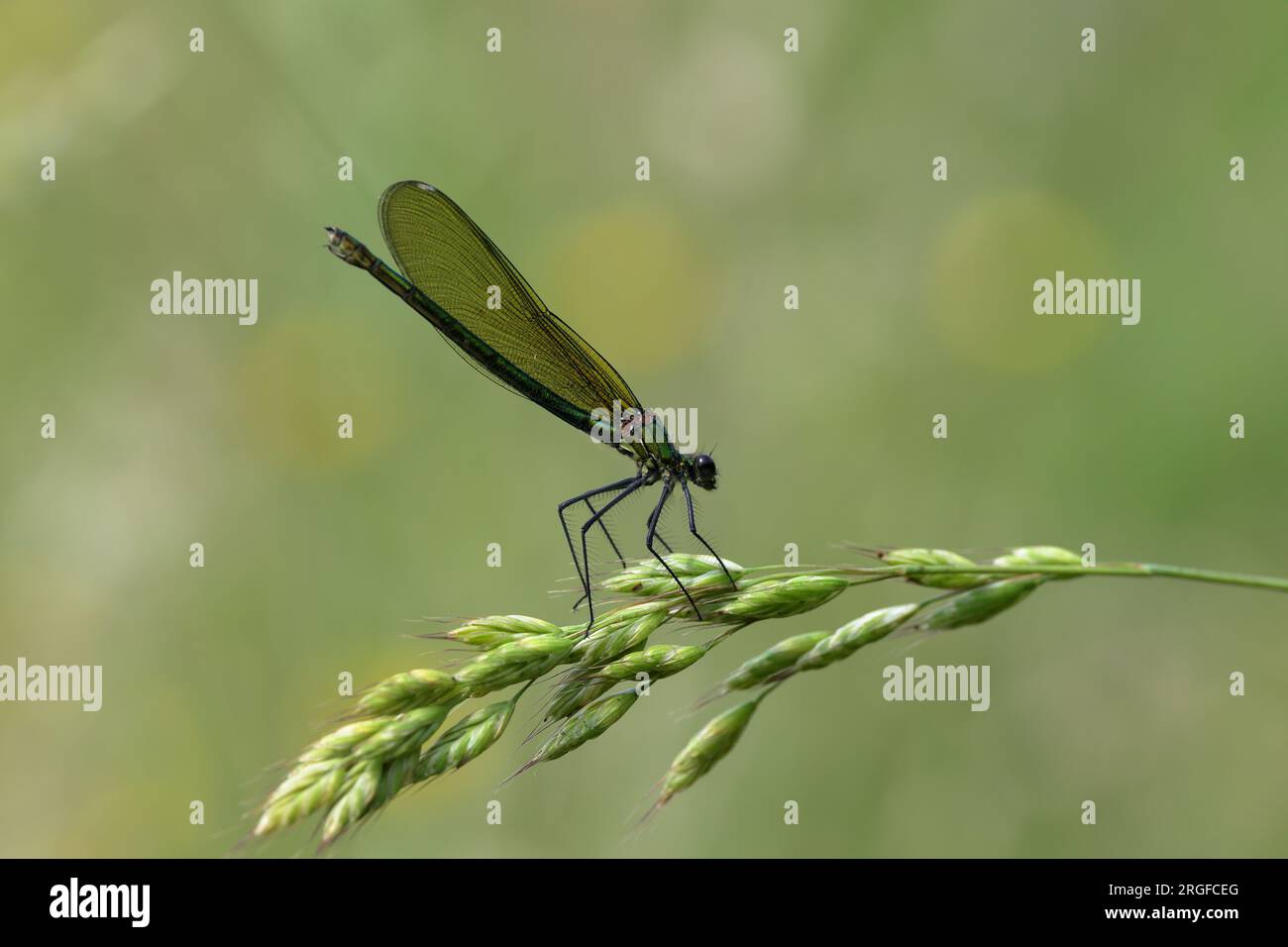 Die gebänderte Demiselle ist eine Art der Eurasischen Damselfliege, die zur Familie der Calopterygidae gehört. Sie findet sich entlang langsam fließender Bäche und Flüsse. Stockfoto