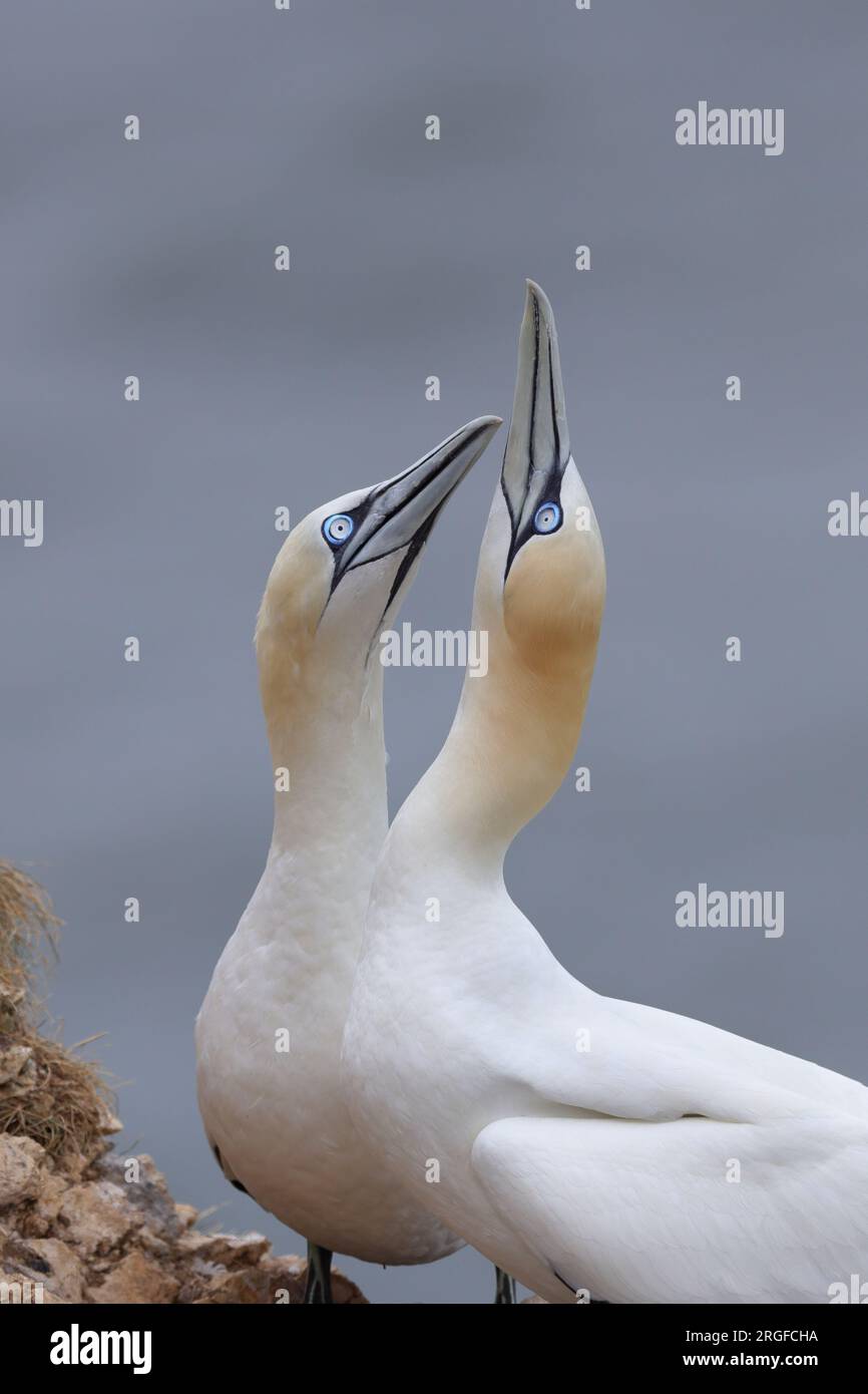 Das Nordgannet ist ein Seevögel, die größte Art der Gannet-Familie, Sulidae. Er ist an den Küsten des Nordatlantiks beheimatet. Stockfoto