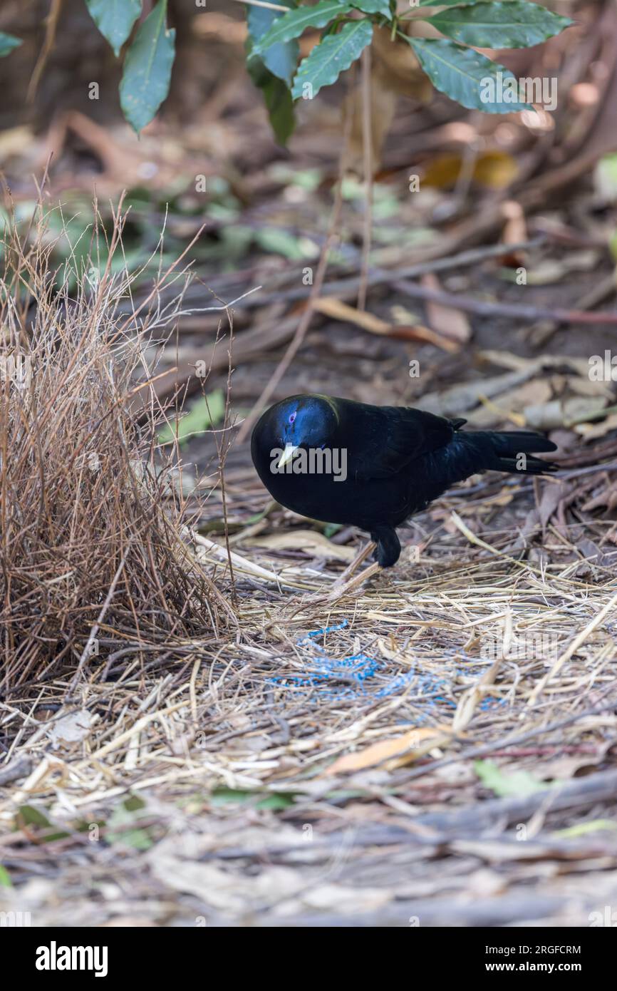 Männlicher Bowerbird aus Satin bewertet seinen Bower kritisch mit der Aussicht, um einige Änderungen vorzunehmen. Stockfoto