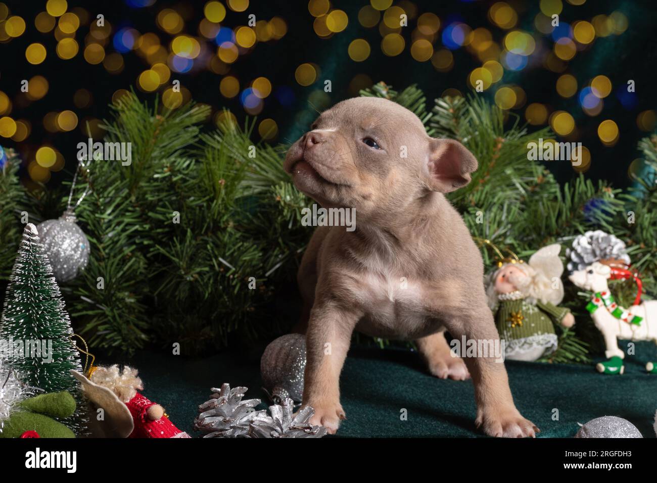 Ein süßes amerikanisches Rüpel, das jammert, anruft und neben einem Weihnachtsbaum sitzt, geschmückt mit Schneeflocken, Zapfen mit einem Bokeh. Weihnachten und New Ye Stockfoto
