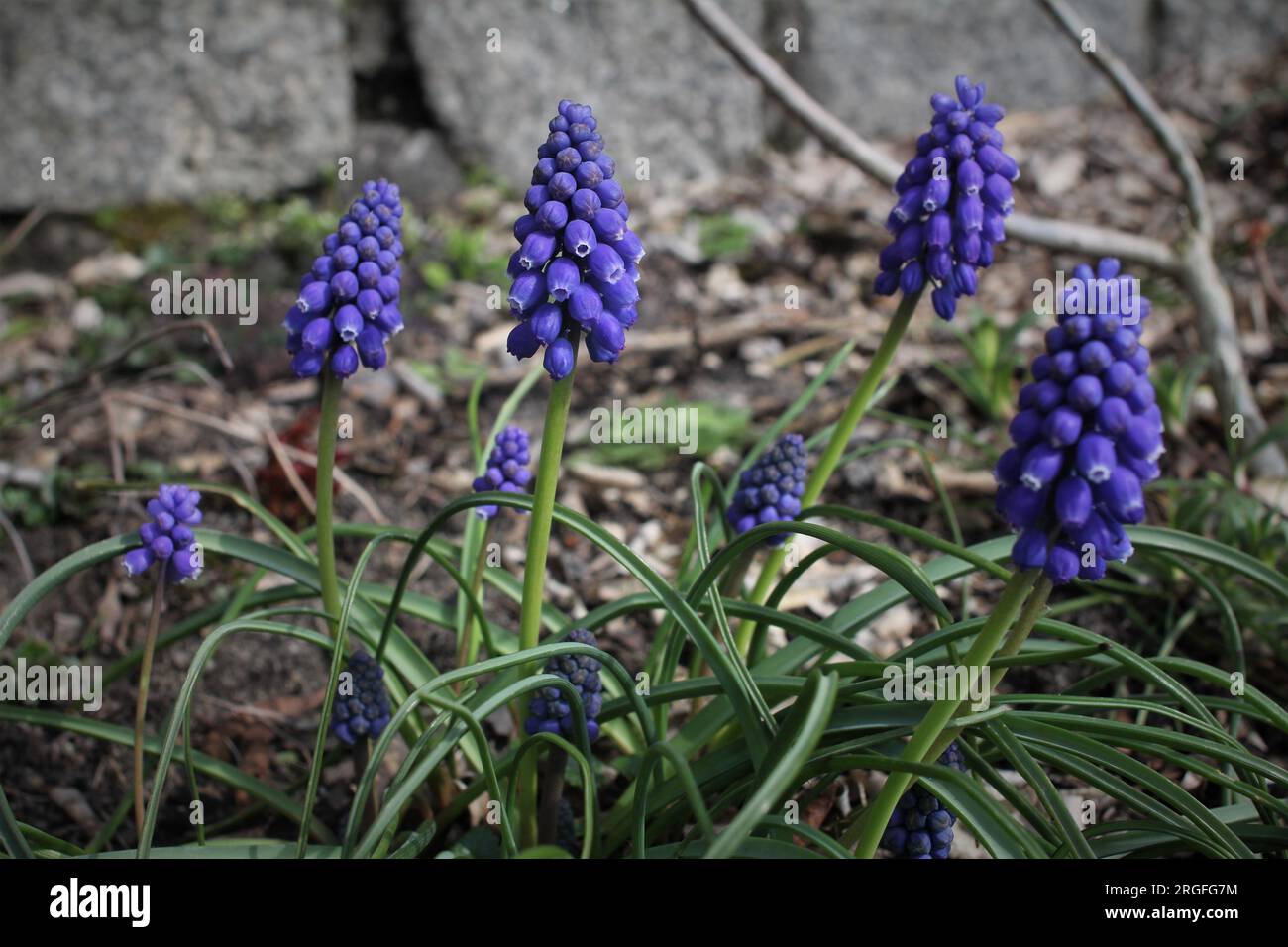 Muscari Stockfoto