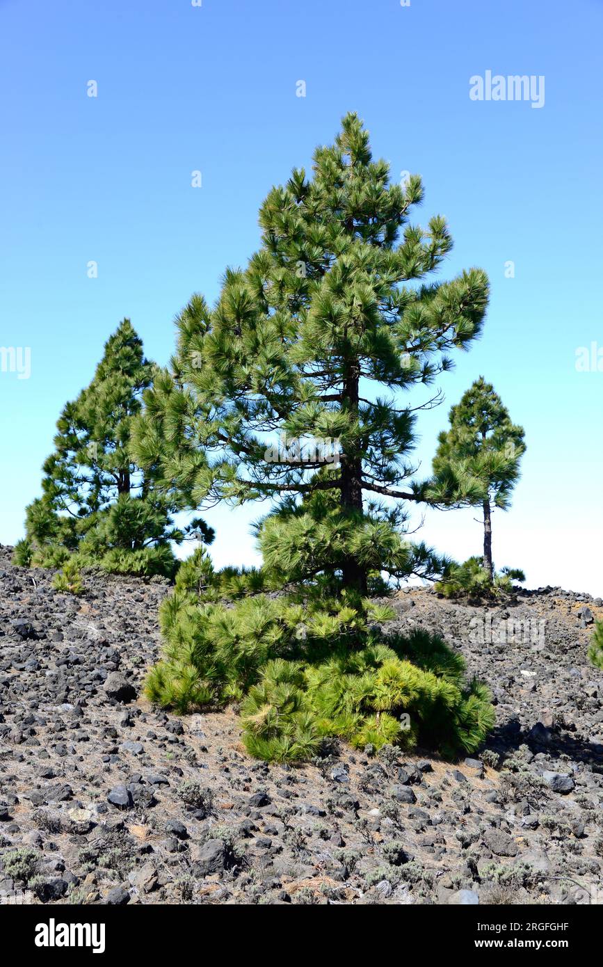 Pino canario oder Kanarienkiefer (Pinus canariensis) ist ein endemischer Baum auf Gran Canaria, Teneriffa, La Gomera, La Palma und El Hierro (Kanarische Inseln) Stockfoto