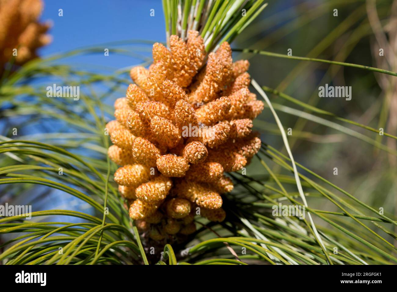 Pino canario oder Kanarienkiefer (Pinus canariensis) ist ein endemischer Baum auf Gran Canaria, Teneriffa, La Gomera, La Palma und El Hierro (Kanarische Inseln) Stockfoto