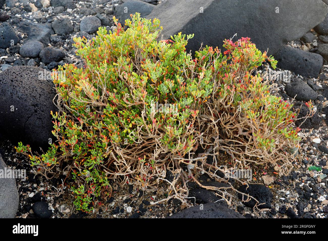 UVA de mar, uvilla, babosa oder salado baboso (Zygophyllum fontanesii oder Tetraena fontanesii) ist ein Strauchhalophiler und saftiger Einheimischer aus Makaronesien R. Stockfoto