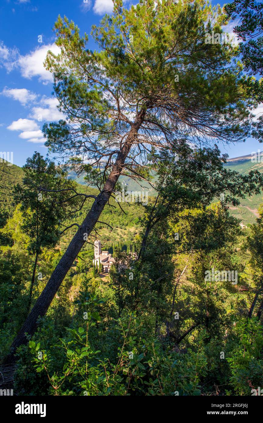 Aleppo-Kiefer (pinus halepensis) mit im Hintergrund der Abtei San Pietro in Valle (Nerina-Tal – Terni – Italien) Stockfoto