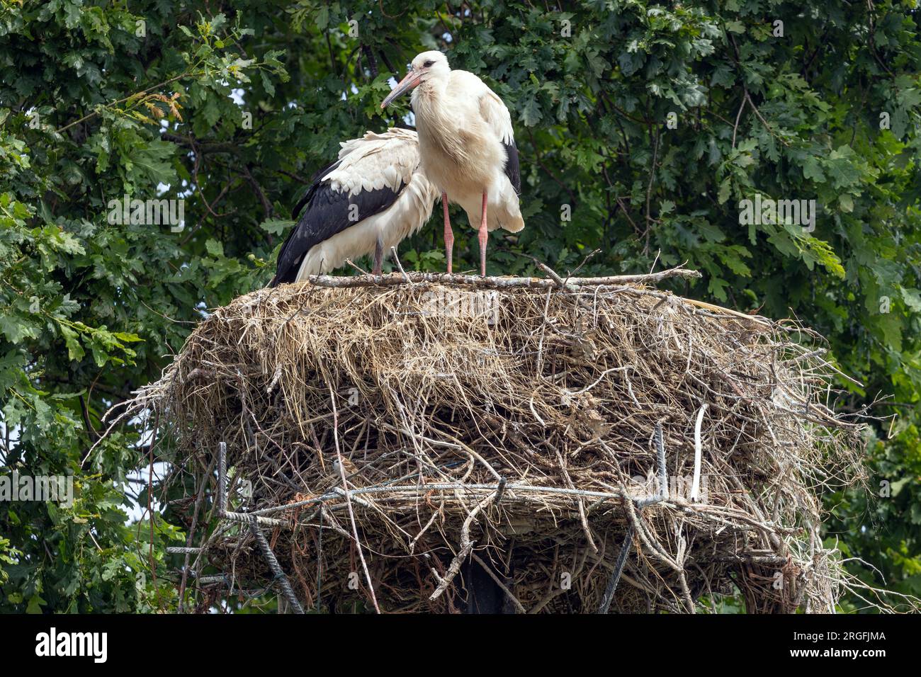 Storch-Eltern in einem großen Nest Stockfoto