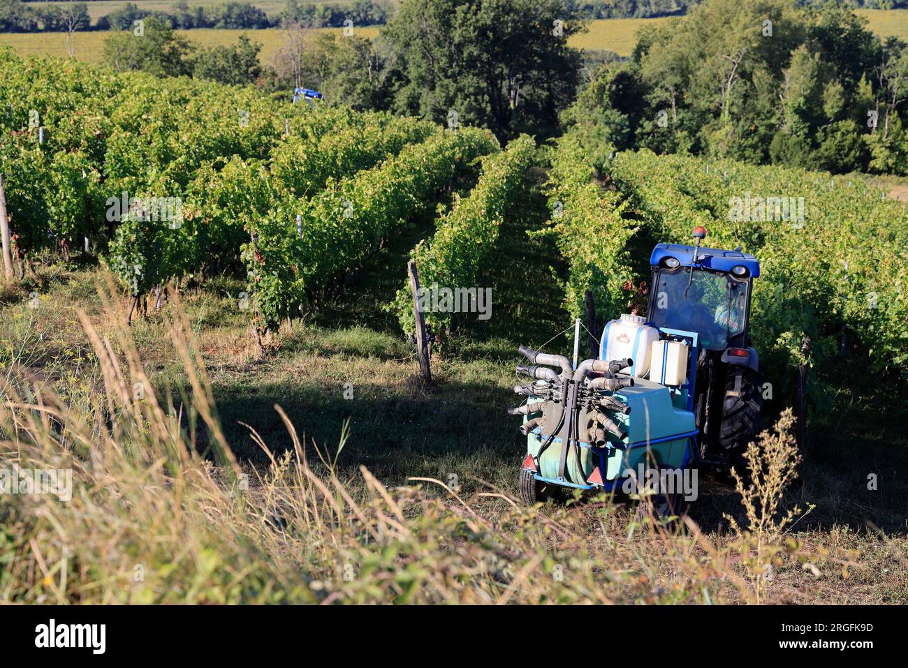 Sulfatage d’une vigne dans le vignoble de Bordeaux. Vignoble de Cadillac et premières Côtes de Bordeaux. Gironde, Frankreich, Europa Stockfoto