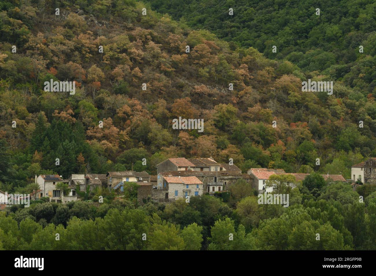 Eichenwald, der durch extreme Dürre und Hitze unter Hitzestress leidet, regionaler Naturpark Haut-Languedoc, L'Herault, Frankreich Stockfoto