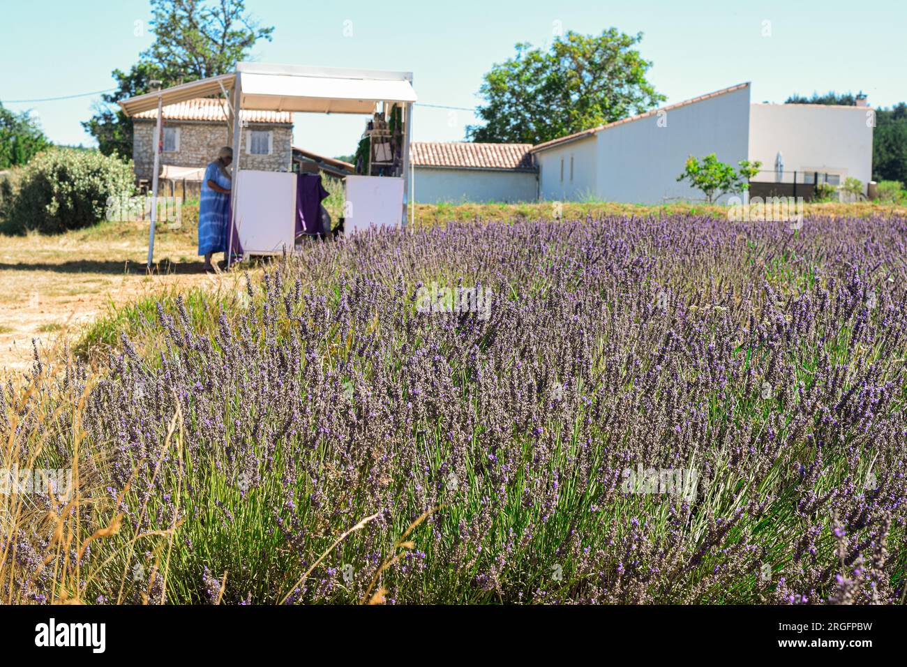 Lavendelfeld in der Provence, Frankreich Stockfoto