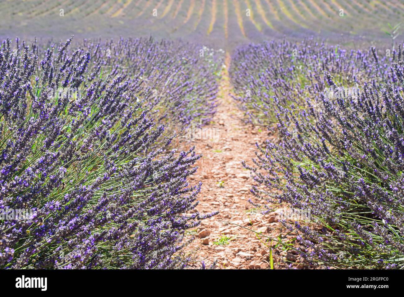 Lavendelfeld in der Provence, Frankreich Stockfoto