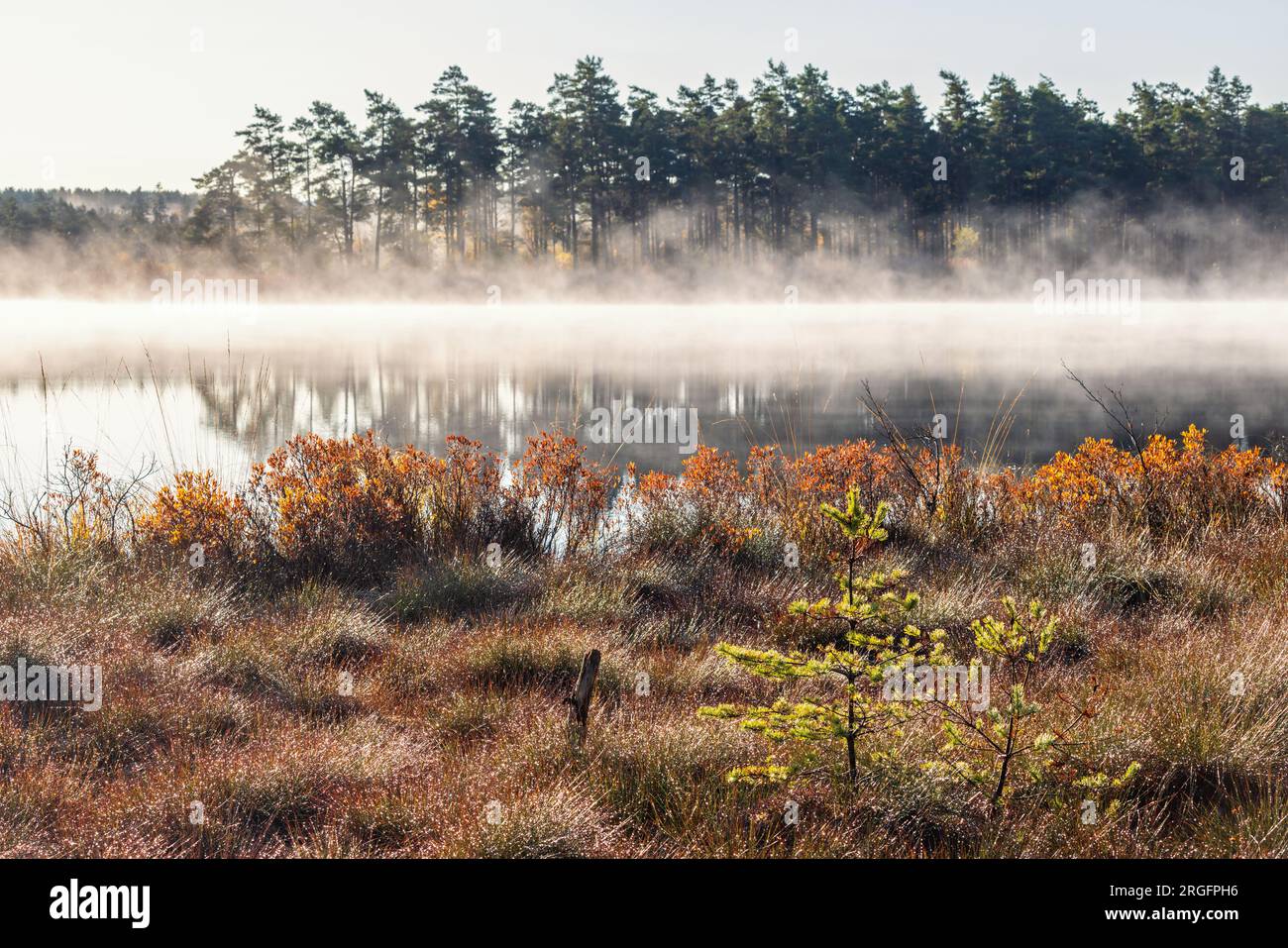 Wunderschöner Morgennebel auf einem See im Herbst Stockfoto