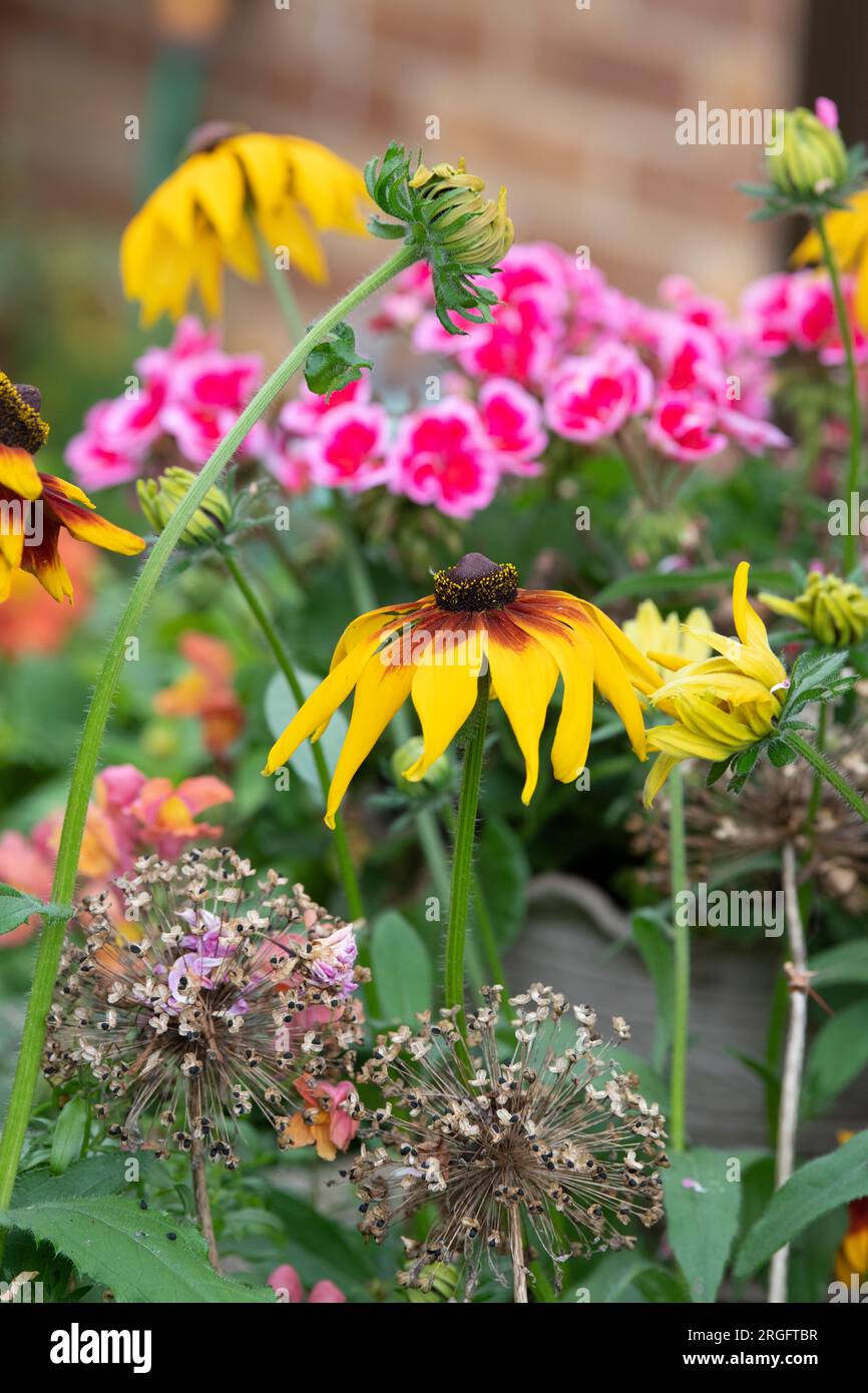 Rudbeckia. Coneflower an einer englischen Gartengrenze mit Alloon-Setzköpfen. UK Stockfoto