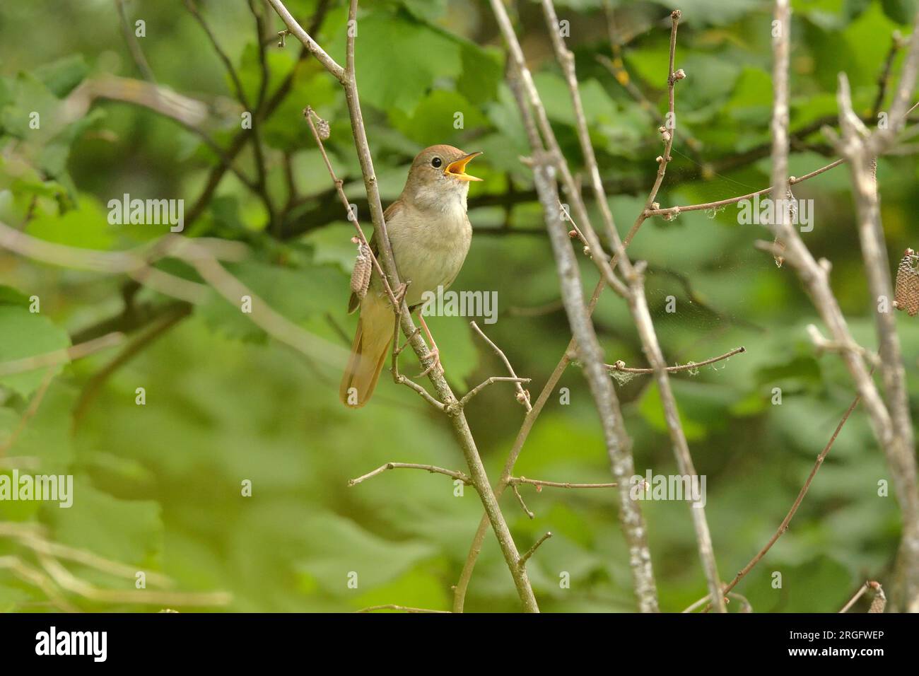 Nightingale, Luscinia magarhynchos Erwachsener Männchen singt Caroux-Espinouse National Reserve, Frankreich Stockfoto